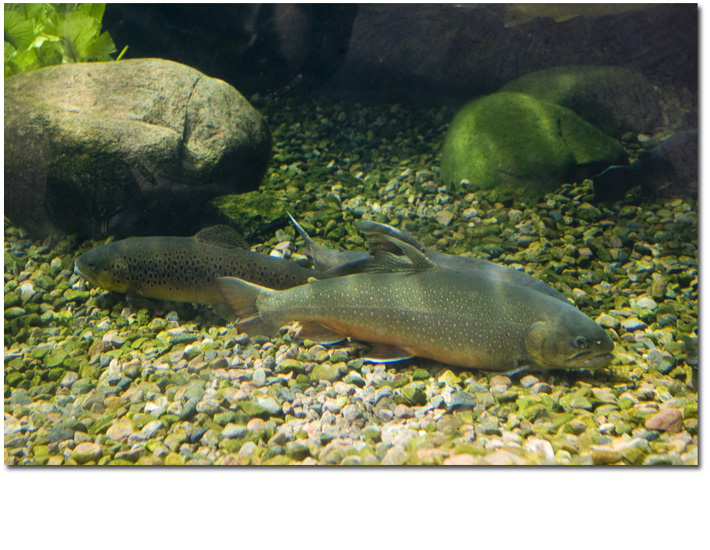 01_0098_profilTrapezia1224.jpg 01_0098_profilTrapezia1224.jpg